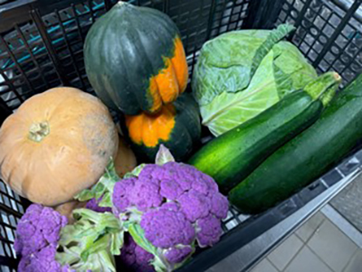 Winter squash, zucchini, cabbage, purple cauliflower in a shopping basket