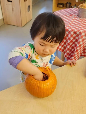 A young child puts one hand inside a pumpkin to touch the seeds